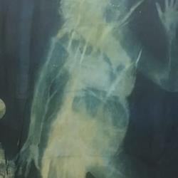 Traces of Being: Cyanotype Scroll 3